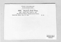 Mycosphaerella rubi image